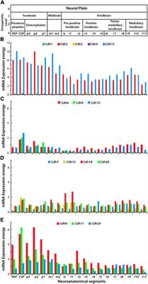 Differential Spatiotemporal Expression of Type I and Type II Cadherins Associated With the Segmentation of the Central Nervous System and Formation of Brain Nuclei in the Developing Mouse